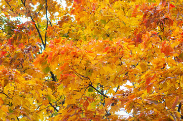 Bright yellow golden maple foliage, autumn season, lush crown of tree close-up, nature outdoors