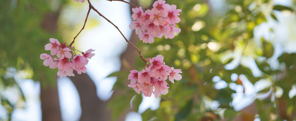 サクランボ, ピンク, 自然, 咲く, ブランチ, 花, sakura, 