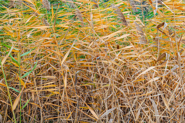 Bright background yellow-green and dry reed leaves close-up, nature outdoors, plants growing near rivers in swampy area