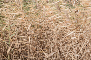 Fototapeta premium Autumn Rogoz, bright background yellow and dry leaves marsh reeds close-up, nature outdoors, plants growing near rivers in marshlands