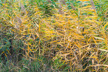 Bright background yellow-green and dry reed leaves close-up, nature outdoors, plants growing near rivers in swampy area