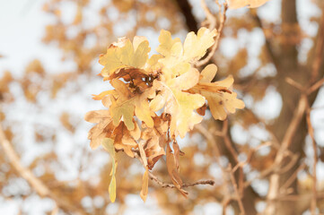 Bright autumn foliage oak close-up on colorful blurred background, dry yellowed leaves, autumn season, nature outdoors