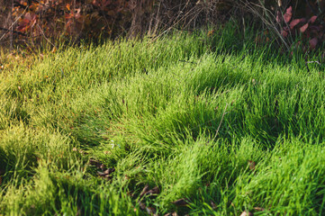 Fototapeta premium Lush densely growing green grass on the lawn, warm sun rays illuminate the vegetation, nature outdoors close-up