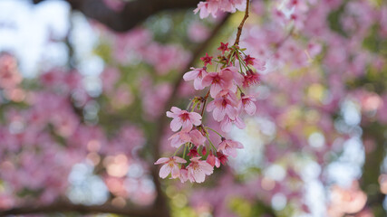サクランボ, ピンク, 自然, 咲く, ブランチ, 花, sakura, 