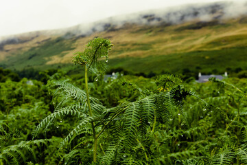 Ferns in Scotland with raindrops and low cloud over the hills in the background. 