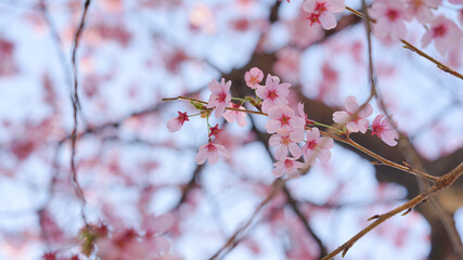 カンヒザクラ、夏 、咲く