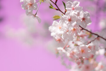 Obraz na płótnie Canvas 日本で咲く桜
