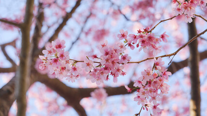 サクランボ, ピンク, 自然, 咲く, ブランチ, 花, sakura, 