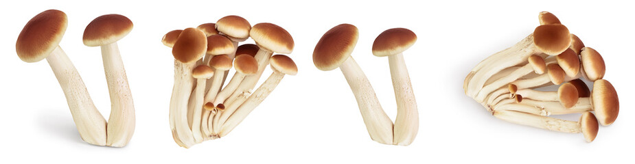 honey fungus mushrooms isolated on white background with clipping path and full depth of field. Set or collection