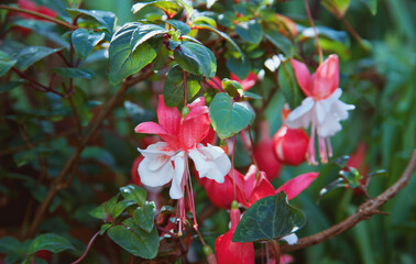 Fuchsia flowers close up blooming in the garden
