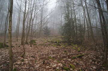 Obraz premium Der Hermanns Weg bei Bielefeld im dichten Nebel am Morgen im Teutoburgerwald