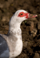 Muscovy duck