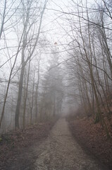 Fototapeta na wymiar Der Hermanns Weg bei Bielefeld im dichten Nebel am Morgen im Teutoburgerwald