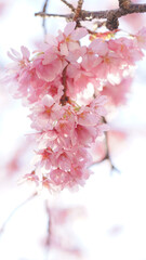 サクランボ, ピンク, 自然, 咲く, ブランチ, 花, sakura, 