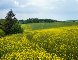 Obraz premium Spring rapeseed yellow blooming fields