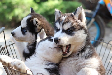 siberian husky puppies