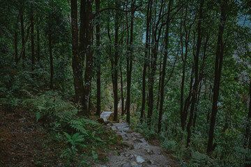 Obraz premium Path in the green jungle forest 