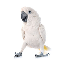White cockatoo in studio © cynoclub