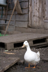 White duck