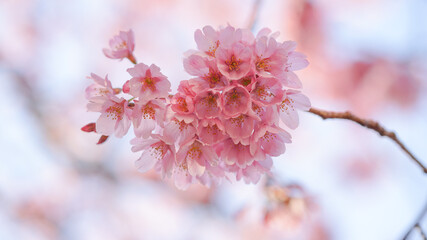サクランボ, ピンク, 自然, 咲く, ブランチ, 花, sakura, 