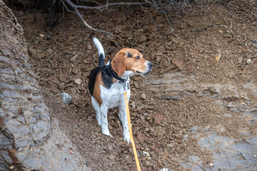 Beagle