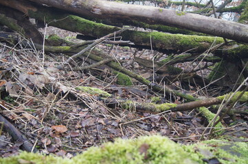 moos im wald an totem Holz sehr grün