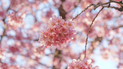 サクランボ, ピンク, 自然, 咲く, ブランチ, 花, sakura, 