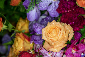 rose flower in roses garden
