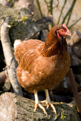 Chicken