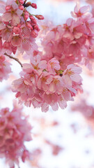 サクランボ, ピンク, 自然, 咲く, ブランチ, 花, sakura, 