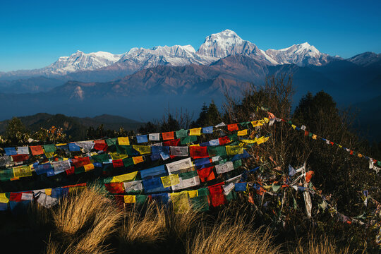 Prayer flags with snowy mountain in the morning at poon hill, Nepal