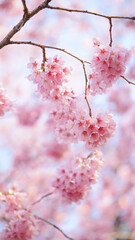 サクランボ, ピンク, 自然, 咲く, ブランチ, 花, sakura, 