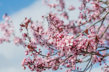 pink cherry blossom