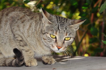 close-up Portrait photo of A beautiful cat looking at the camera