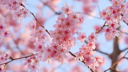 サクランボ, ピンク, 自然, 咲く, ブランチ, 花, sakura, 