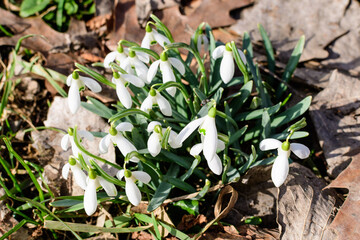Small and delicate white snowdrop spring flowers in full bloom in forest in a sunny spring day, blurred background with space for text, top view or flat lay of beautiful flowers.