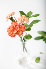 Fresh carnations in glass vase on white background.