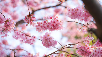 サクランボ, ピンク, 自然, 咲く, ブランチ, 花, sakura, 