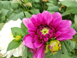 Obraz premium pink and white dahlia