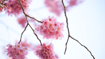 サクランボ, ピンク, 自然, 咲く, ブランチ, 花, sakura, 