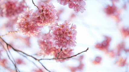 サクランボ, ピンク, 自然, 咲く, ブランチ, 花, sakura, 