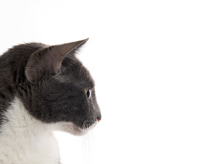 mirada lateral de gatos gris, en fondo blanco