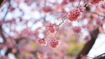 サクランボ, ピンク, 自然, 咲く, ブランチ, 花, sakura, 