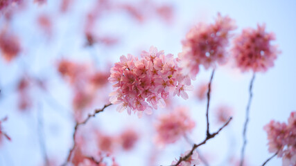 サクランボ, ピンク, 自然, 咲く, ブランチ, 花, sakura, 