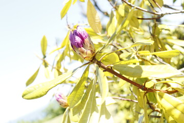 Floreciendo una flor 1