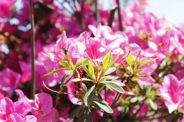 Flores rosadas close-up 2