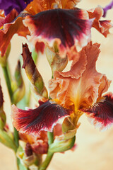 Multi-colored iris flower macro