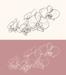 orchid flowers vector drawing. decorative line art illustration with color variation © Ghen