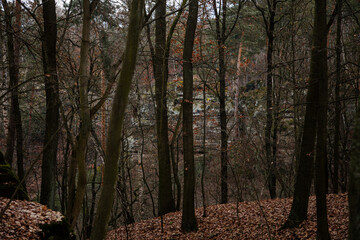 Tourist route, autumn forest near Drabske svetnicky protected landscape area, fallen leaves, naked trees and blue sky, winter sunny day Hiking Golden Trail of Bohemian Paradise, Czech Republic