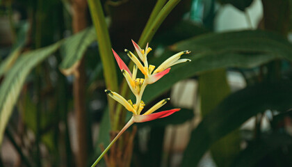 Heliconia flower in orangery